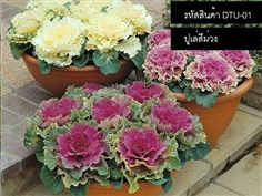 เมล็ดพันธุ์ปูเล่สีม่วง(จำหน่ายเมล็ดพันธุ์คุณภาพดี)