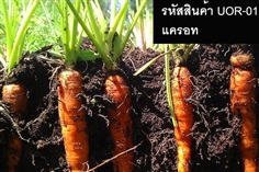 เมล็ดพันธุ์แครอท(จำหน่ายเมล็ดพันธุ์คุณภาพดี)