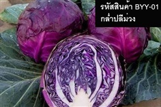 เมล็ดพันธุ์กล่ำปลีม่วง(จำหน่ายเมล็ดพันธุ์คุณภาพดี)