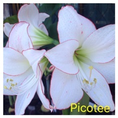 ว่านสี่ทิศ Picotee  | Nattyflowers - เจริญศิลป์ สกลนคร