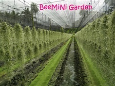 หนวดเคราฤาษี | BeeMiNi Garden - บางใหญ่ นนทบุรี