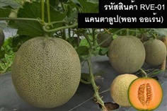 เมล็ดพันธุ์แคนตาลูป(พอท ออเร้น) | thailandseedshop - เมืองสมุทรปราการ สมุทรปราการ