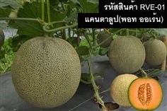 เมล็ดพันธุ์แคนตาลูป(พอท ออเร้น)