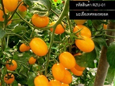 เมล็ดพันธุ์มะเขือเทศทองหยอด(จำหน่ายเมล็ดพันธุ์คุณภาพดี) | thailandseedshop - เมืองสมุทรปราการ สมุทรปราการ