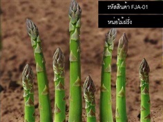 เมล็ดพันธุ์หน่อไม้ฝรั่งเขียว(จำหน่ายเมล็ดพันธุ์นำเข้าคุณภาพด