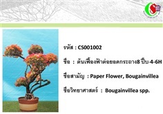 เฟื้องฟ้า  Bougainvillea2