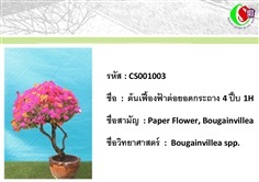 3เฟื้องฟ้า  Bougainvillea 