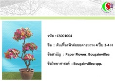 4เฟื้องฟ้า  Bougainvillea