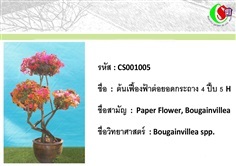 5เฟื้องฟ้า  Bougainvillea