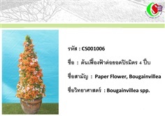 6เฟื้องฟ้า  Bougainvillea