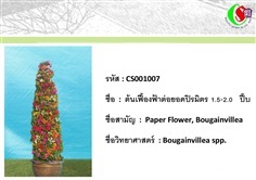 7เฟื้องฟ้า  Bougainvillea