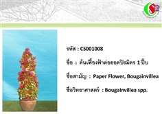 8เฟื้องฟ้า  Bougainvillea