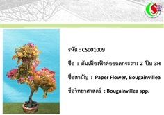 9เฟื้องฟ้า  Bougainvillea