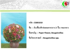 10เฟื้องฟ้า  Bougainvillea