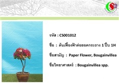 12เฟื้องฟ้า  Bougainvillea