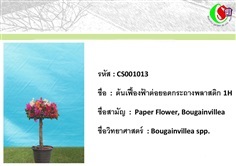 13เฟื้องฟ้า  Bougainvillea