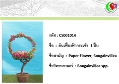 14เฟื้องฟ้า  Bougainvillea