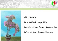 15เฟื้องฟ้า  Bougainvillea