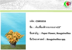 16เฟื้องฟ้า  Bougainvillea