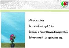 18เฟื้องฟ้า  Bougainvillea