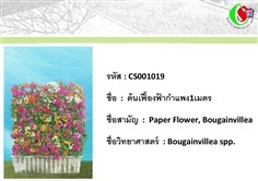 19เฟื้องฟ้า  Bougainvillea