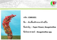 21เฟื้องฟ้า  Bougainvillea