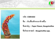 22เฟื้องฟ้า  Bougainvillea