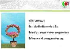 24เฟื้องฟ้า  Bougainvillea