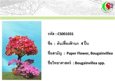 31เฟื้องฟ้า  Bougainvillea