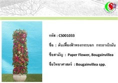 33เฟื้องฟ้า  Bougainvillea