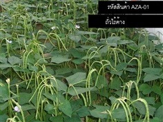 เมล็ดพันธุ์ถั่วฝักยาวไร้ค้าง(จำหน่ายเมล็ดพันธุ์คุณภาพดี)