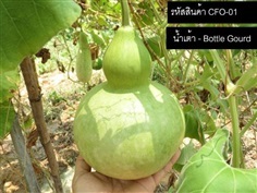 เมล็ดพันธุ์น้ำเต้า(จำหน่ายเมล็ดพันธุ์คุณภาพดี)