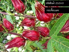 เมล็ดพันธุ์กระเจี๊ยบแดง(จำหน่ายเมล็ดพันธุ์คุณภาพดี)