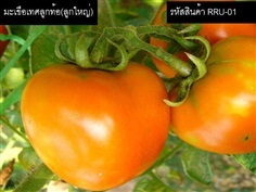 เมล็ดพันธุ์มะเขือเทศลูกท้อ(จำหน่ายเมล็ดพันธุ์คุณภาพดี) | thailandseedshop - เมืองสมุทรปราการ สมุทรปราการ