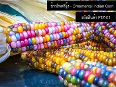 เมล็ดพันธุ์ข้าวโพดสีรุ้ง(จำหน่ายเมล็ดพันธุ์นำเข้าคุณภาพดี)