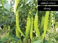 เมล็ดพันธุ์พริกหนุ่ม(จำหน่ายเมล็ดพันธุ์คุณภาพดี)