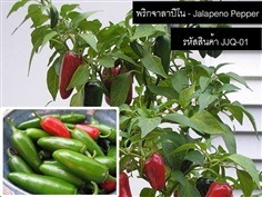 เมล็ดพันธุ์พริกจาลาปิโน(จำหน่ายเมล็ดพันธุ์นำเข้าคุณภาพดี)