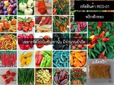 เมล็ดพันธุ์ชุดพริกรวม(จำหน่ายเมล็ดพันธุ์นำเข้าคุณภาพดี)