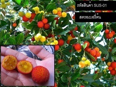 เมล็ดพันธุ์สตรอเบอรี่ต้น(จำหน่ายเมล็ดพันธุ์นำเข้าคุณภาพดี)