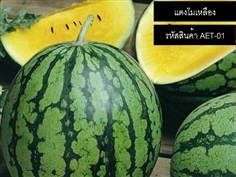 เมล็ดพันธุ์แตงโมเหลือง(จำหน่ายเมล็ดพันธุ์คุณภาพดี) | thailandseedshop - เมืองสมุทรปราการ สมุทรปราการ