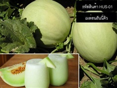 เมล็ดพันธุ์เมล่อนฮันนี่ดิว(จำหน่ายเมล็ดพันธุ์นำเข้าคุณภาพดี)