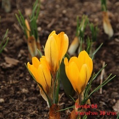 Crocus vernus Yellow Mammouth