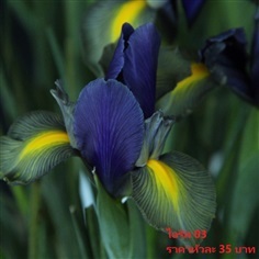 Iris-hollandica-gipsy-beauty-reg
