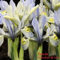 Iris-katharine-hodgkin