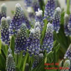 muscari-armeniacum-helena