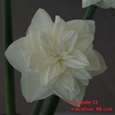 ดอกดารารัตน์ white-medal-reg | Pmdflowerseeds - ด่านซ้าย เลย