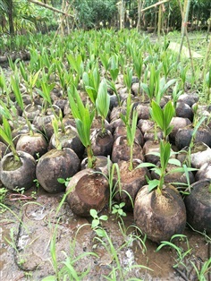 มะพร้าวน้ำหอมพันธุ์เตี้ย | ไอลดา - เมืองปราจีนบุรี ปราจีนบุรี