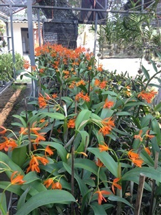 กล้วยไม้ Cattleya aurantiaca