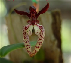 กล้วยไม้ Bulbophyllum lasiochilum