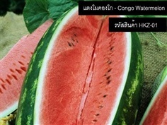 เมล็ดพันธุ์แตงโมคองโก(จำหน่ายเมล็ดพันธุ์นำเข้าคุณภาพดี)